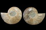 Agatized Ammonite Fossil - Crystal Filled Chambers #148037-1